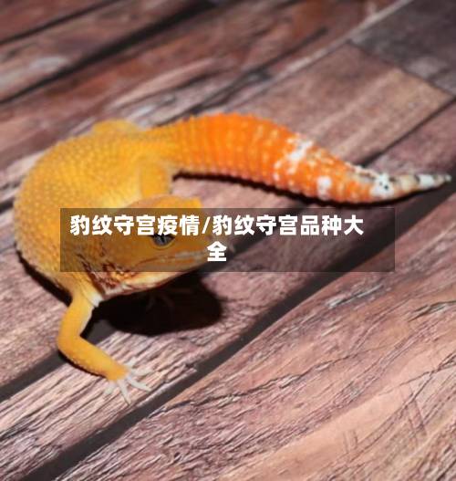 豹纹守宫疫情/豹纹守宫品种大全-第3张图片